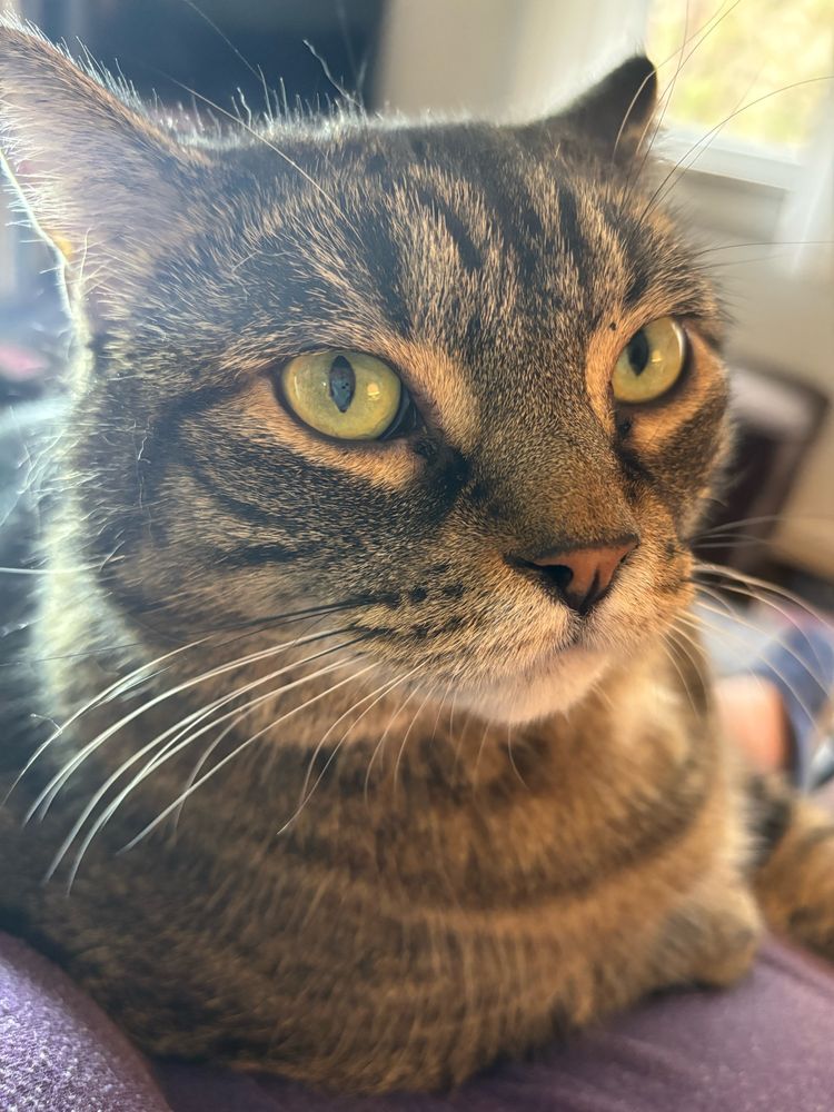 Brown and gray tabby giving side eye