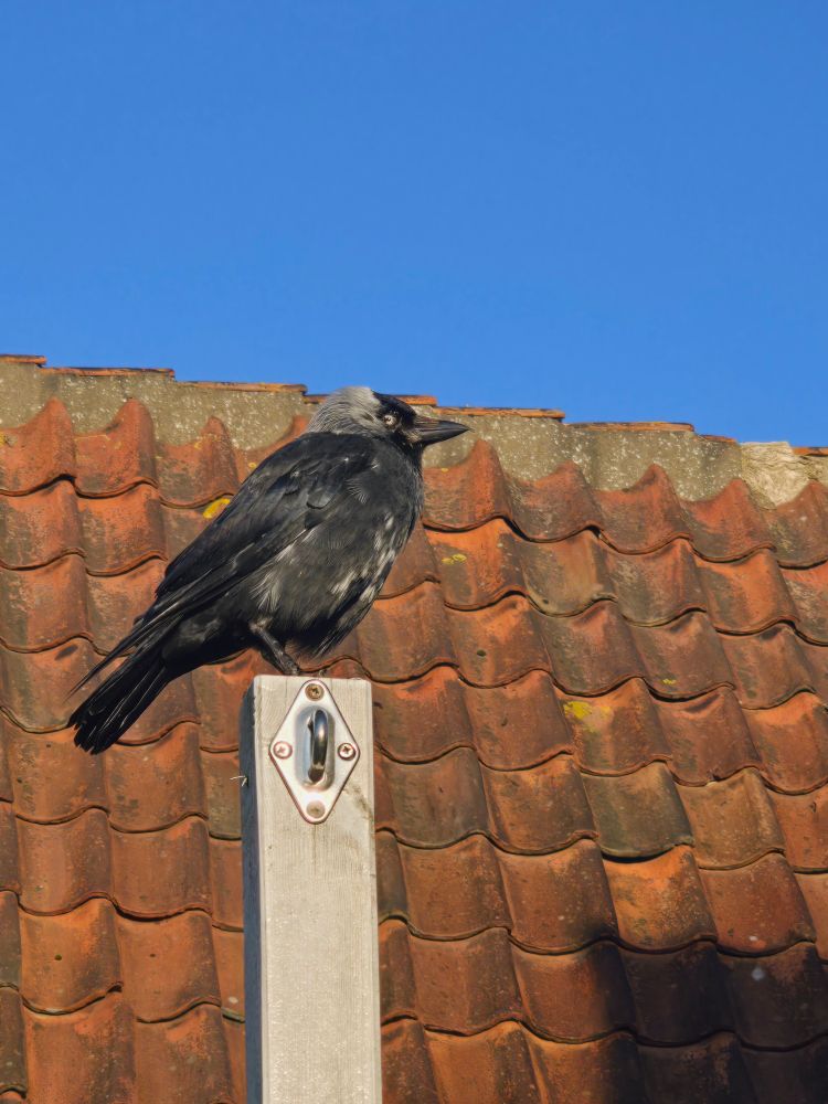 Kauwtje op paal op mijn dakterras met op de achtergrond dak van de buur en erboven blauwe lucht. Hij staat met zn staart naar links en zn kop zit iets ingedoken en kijkt met zn rechteroog naar zij. 