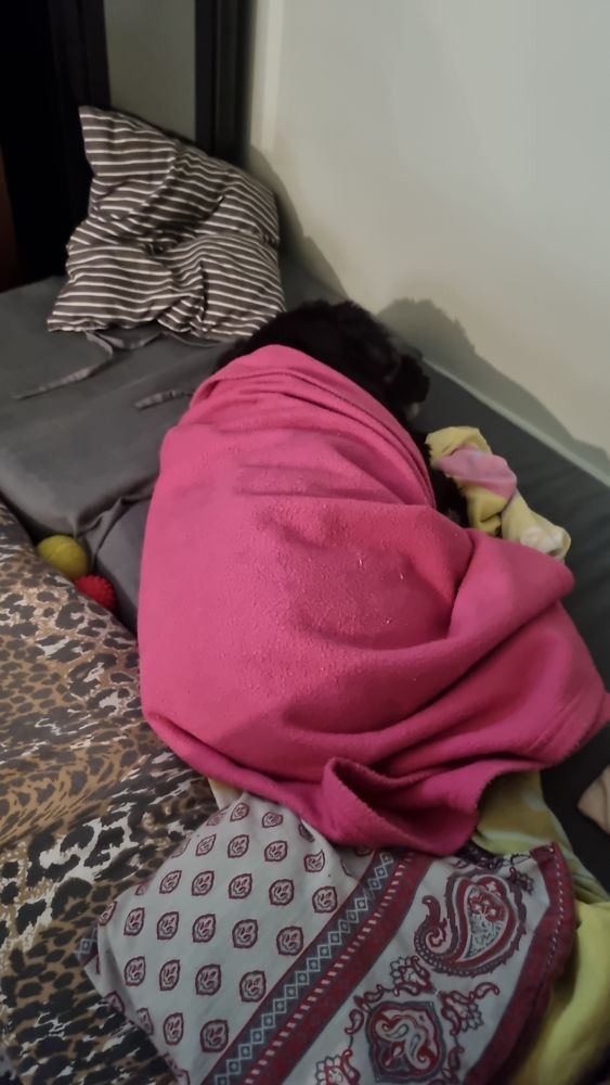 Uma cadela da raça cocker spaniel, da cor preta, deitada e dormindo sobre almofadas de formas e cores variadas, e enrolada num cobertor rosa pequeno.