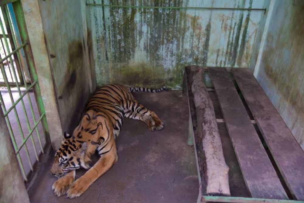 Begini Kondisi Anggi, Harimau Sumatra di Medan Zoo yang Alami Gangguan Fungsi Hati |Republika Online