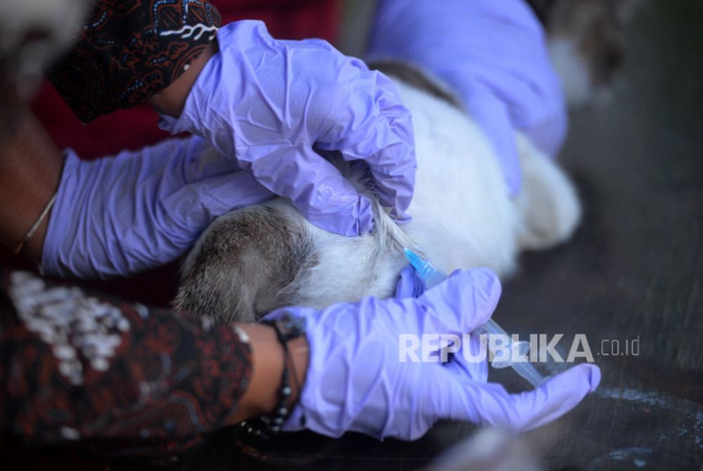  Hari Rabies Sedunia 2024, WHO dan FAO Menyoroti Perlunya Tindakan Cepat |Republika Online