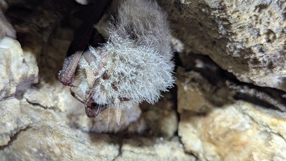 A single brown long eared bat in hibernation in rock faces, with ears tucked in. 