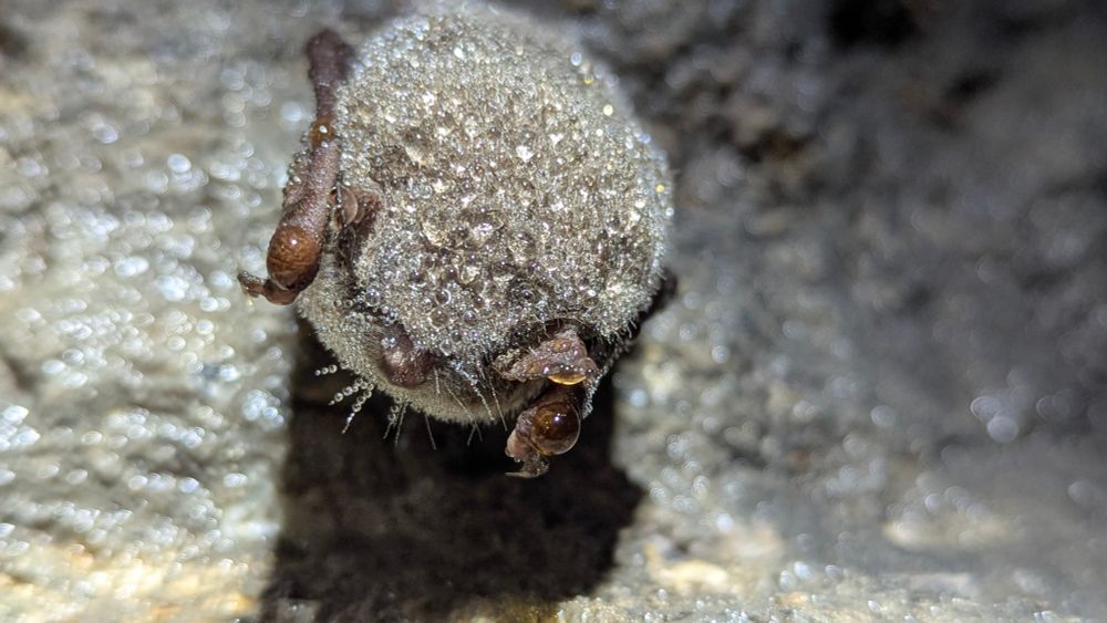A single myotid bat in hibernation hanging from rock, covered in water droplets. 