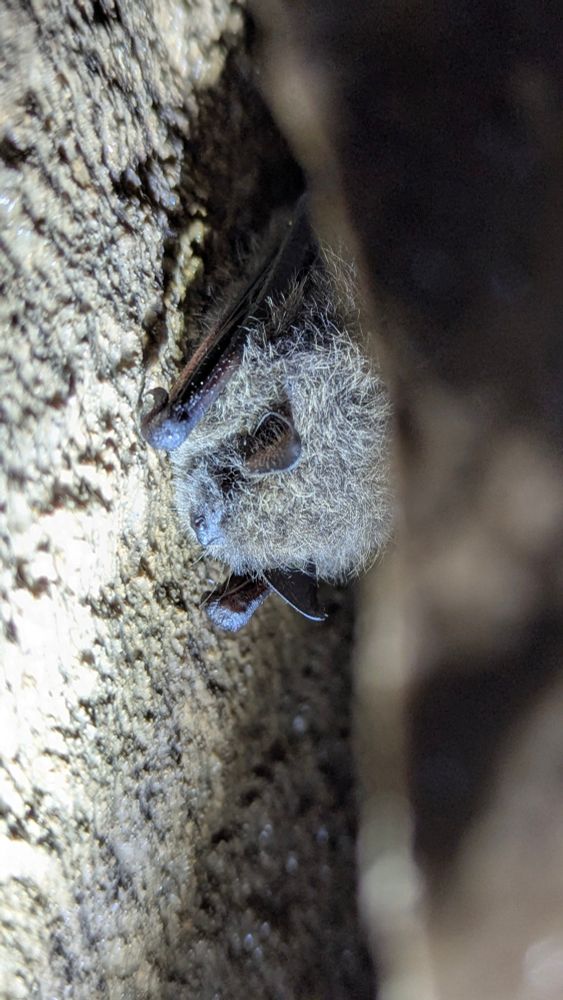 A single myotid bat in hibernation on rock faces. 
