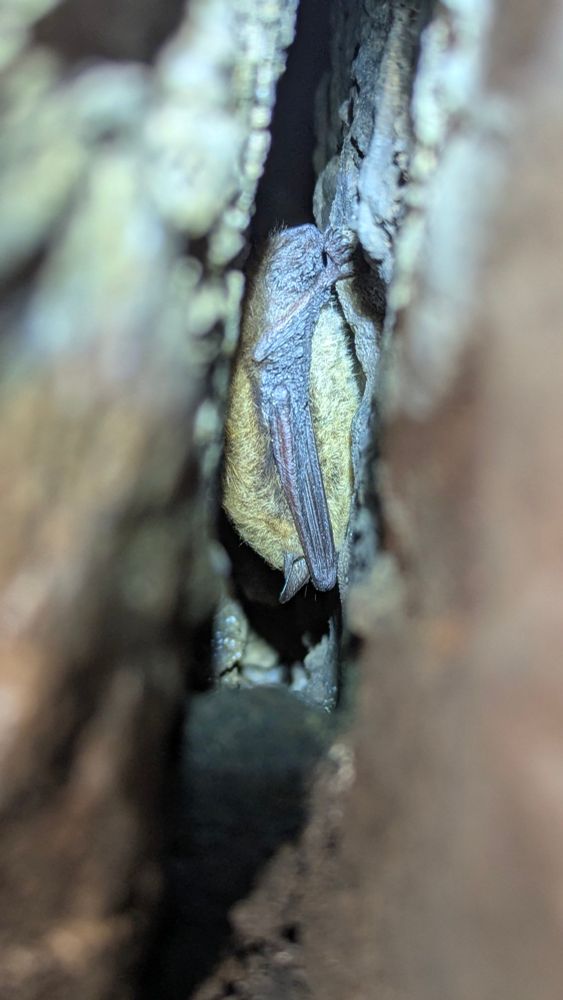 A single myotid bat in hibernation between rock faces. 