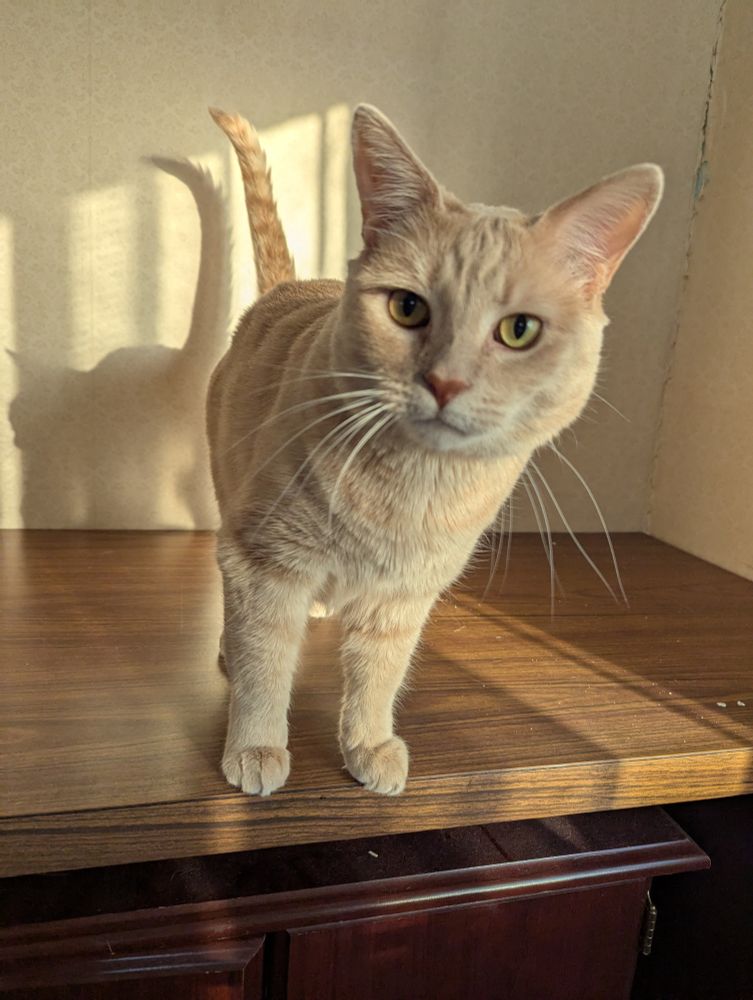 Chomby the orange cat looking cute 