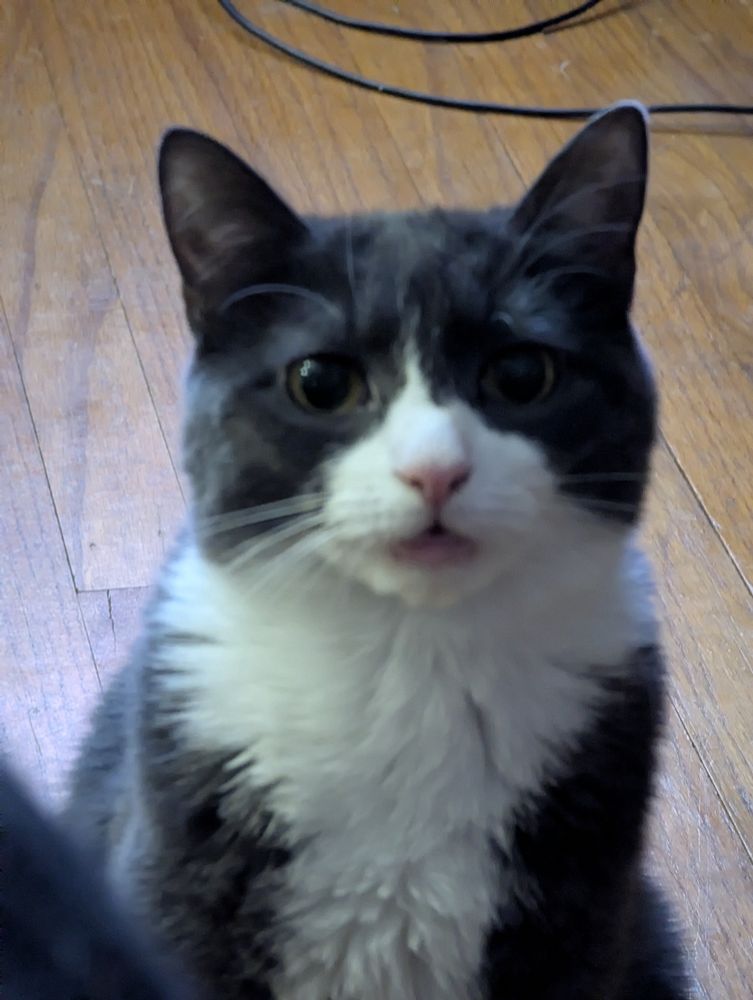 bagel the kitten, unfocused,bad photo