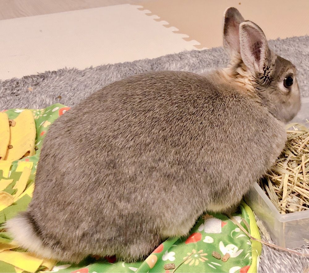 へやんぽでチモシーを食べるオパール次女うさぎさんの毛並み艷やかな背中