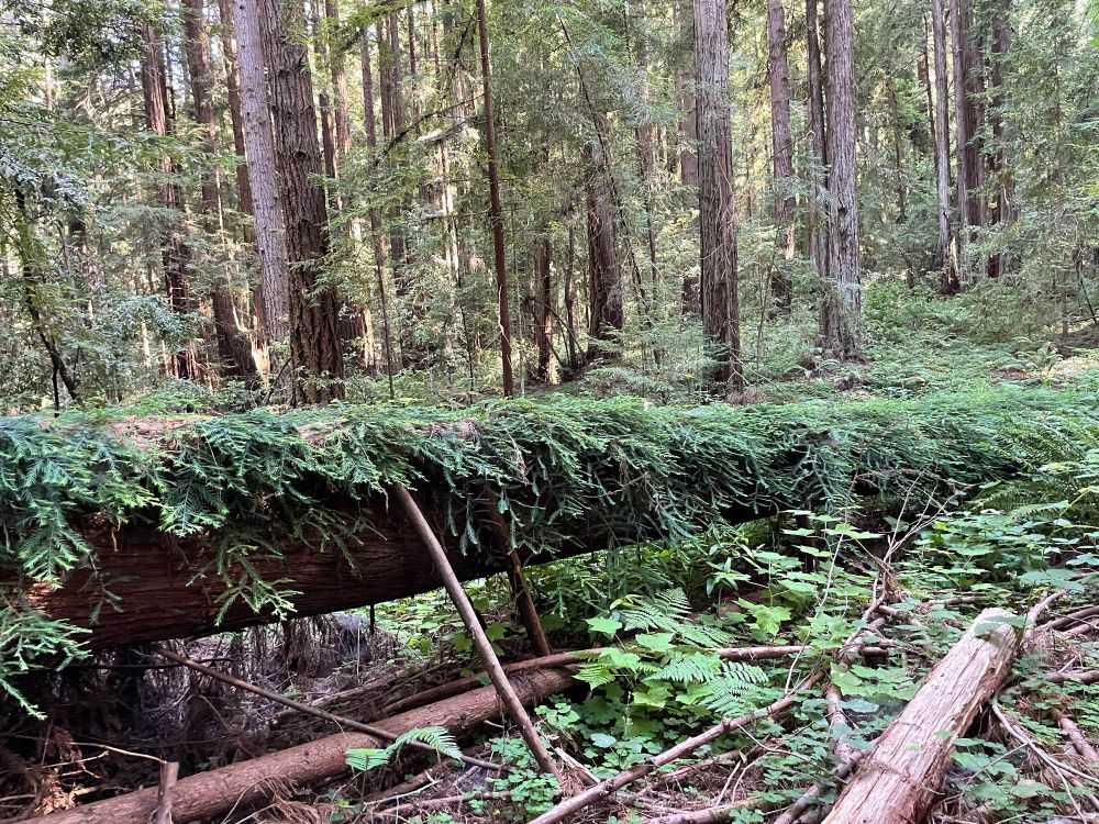 a fallen sequoia sempervirens lies on its side in a coastal redwood forest, stretching across an earthen hollow like a bridge. the tree is almost completely draped by verdant undergrowth: leafy greens and ferns, with a tangle of other branches and logs around it. in the background is the surrounding primeval forest, giant thin evergreens. the whole area is shaded, with the late afternoon sun reflecting from leaves and weathered bark of tall trunks.