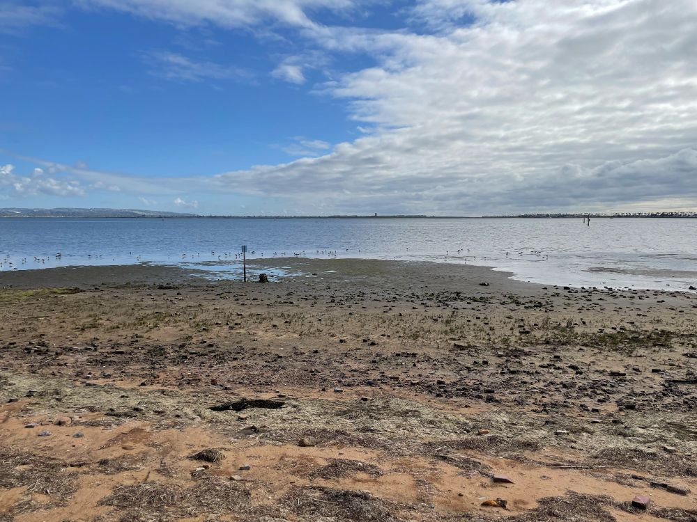 distant view of shorebirds searching for snacks on the tidal mudflats at the edge of a calm bay, on a cloudy late afternoon.