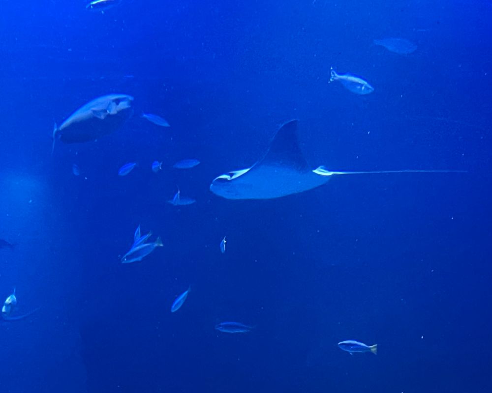 A stingray cruising in a straight line across a fish tank.