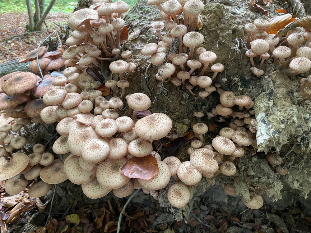 A cluster of cream-coloured fungus with brown spots growing from the stump of a fallen tree.