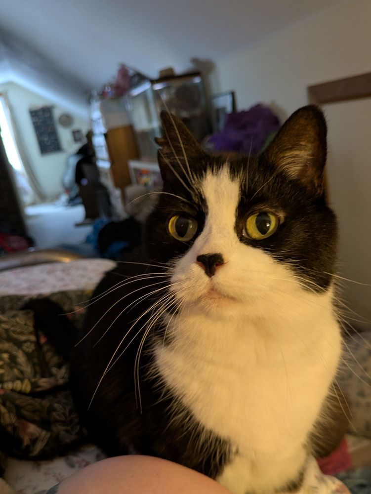 A picture of a tuxedo cat with greenish yellow eyes, and a pink and black nose that looks like she just dipped the very surface of her nose into paint. Her eyes are pretty wide and she looks surprised and annoyed Waiting for me to resume petting her.
