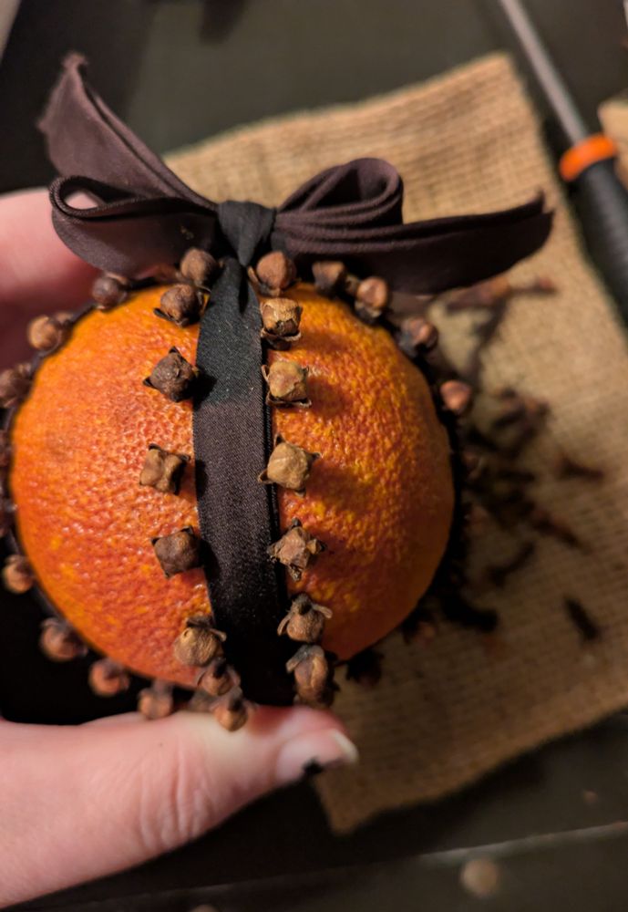 A photo of an in progress pallmander being made by yours truly, you can see that I'm using a blood orange that has already started drying out a little bit, which actually makes it a lot easier for me. It has a dark brown silk ribbon that is actually a strap from my Junior prom dress tied around it and it is a deep, dark brown that nicely complements the cloves which are lining each of the four ribbons that are coming down dividing it into sections