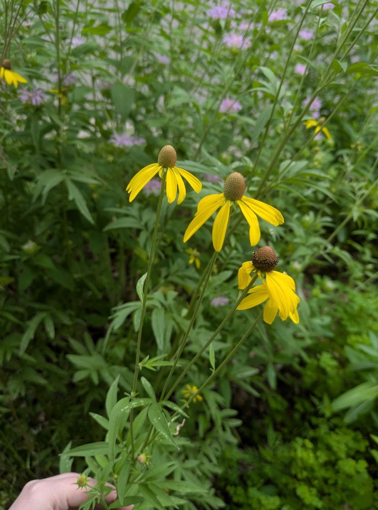 A photo of my hand isolating a group of three gray-headed coneflower blossoms. They each have several golden yellow sort of drooping petals and centers that look sort of grayish before they turn into a brown, blooming stage. The one on the right is showing some of that brown happening, and the other two are still gray. They are surrounded by Rich foliage on other plants around them and you can see some shaggy purple bee balm flowers beyond them
