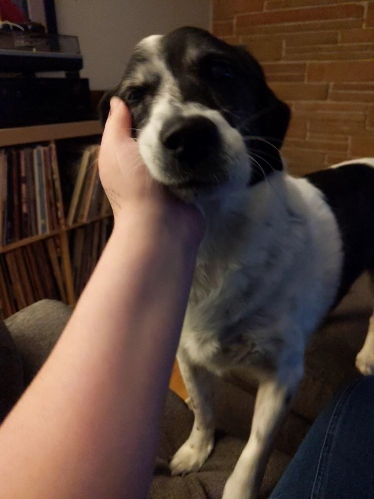 A photo of the same dog, same ankle, same human arm, but this time the dog's eyes are closed as they blissfully lean their face into the gentle scritches