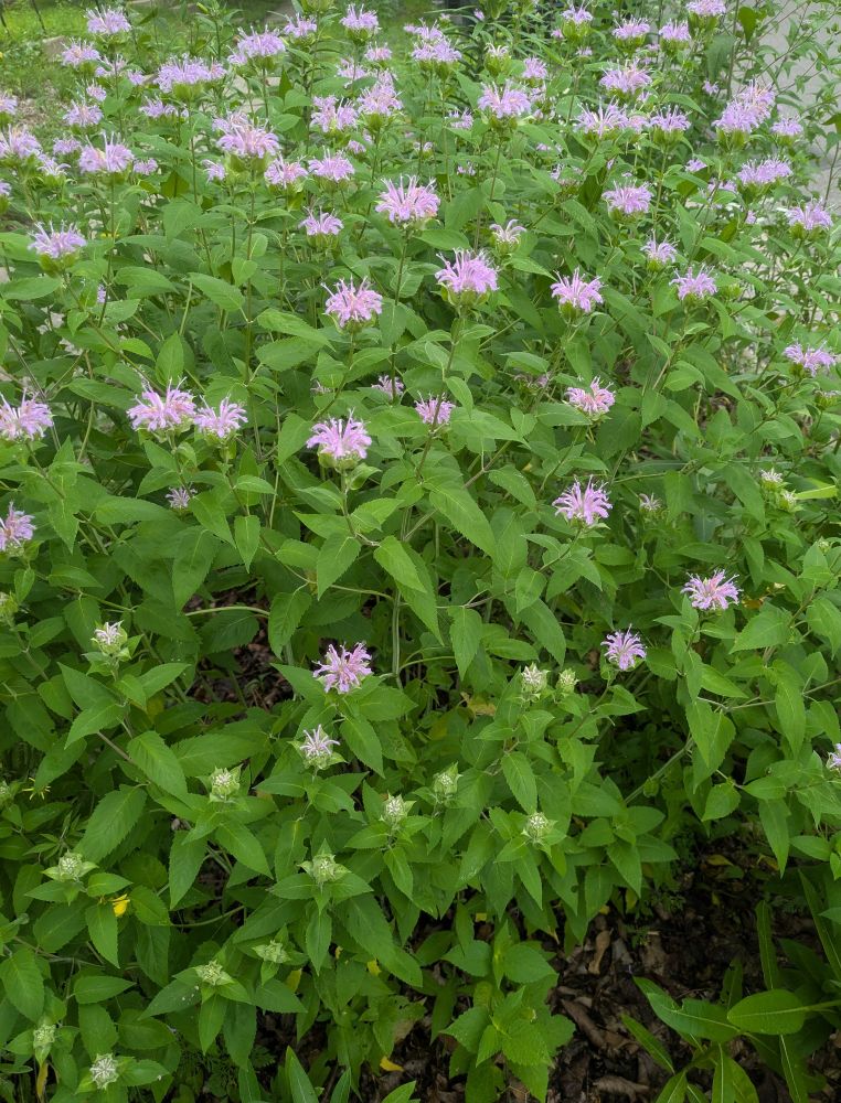 A photo of dozens of shaggy purple wild bergamot blossoms a massive clump with light green spear-shaped foliage