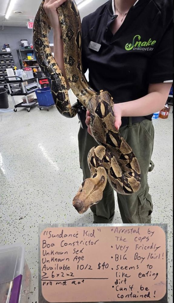 A photo from the snake Discovery website showing an employee in green cargo pants and a black polo holding up a large very classic looking boa constrictor. As an inset, there's a note card with their details on it 
"Sundance Kid"

Boa Constrictor

Unknown Sex

Unknown Age

Available 10/2 $40

26×2-2

F17 mot Rat

"Arrested by The cops"

Very Friendly

BIG Boy/Girl!

. seems to like eating dirt

Can't be Contained!
