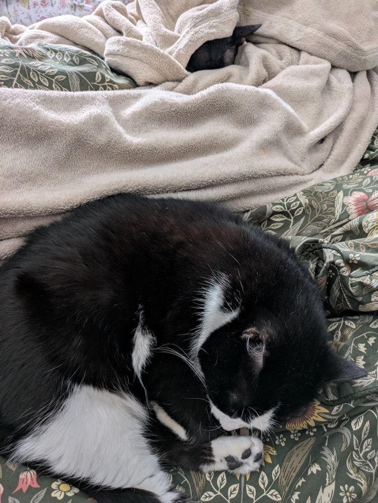 A photo of two tuxedo cats asleep on a bed with rumpled blankets. In the foreground is a regular black and white tuxedo cat with fur, with white paws and black toe beans, curled up on a green, yellow, Coral, and sage green botanical comforter. Behind her is a rumpled beige blanket with just The eyebrows and right ear of our Sphinx tuxedo cat peeking up out of the blanket.