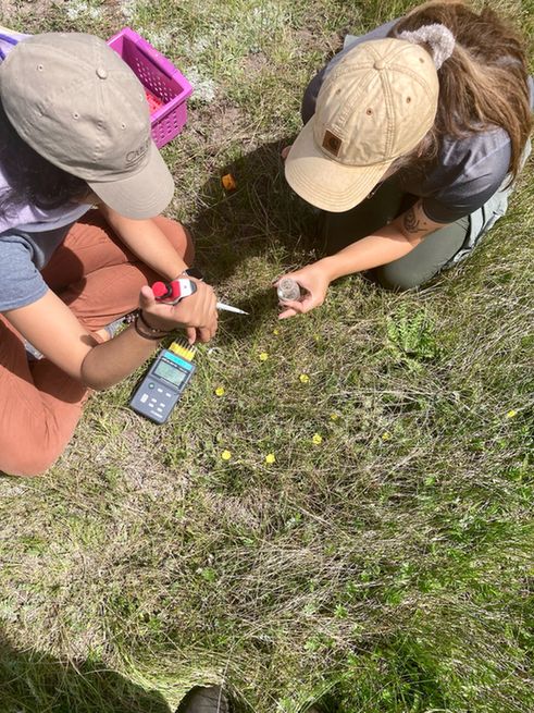 Modifying floral infrared reflectance reveals how flower temperature impacts pollinator visitation