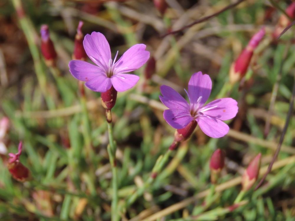 Seeds from drier sites germinate better under drought