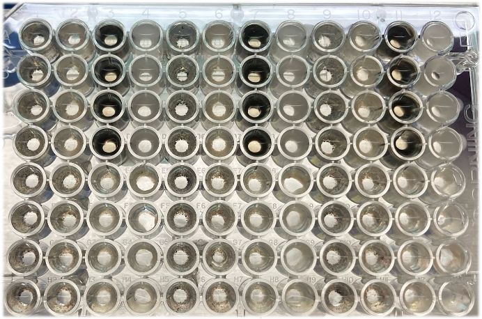 Bacteria and fungi grow on necromass regardless of isolation habitat, but are limited by distinct cell wall polymers