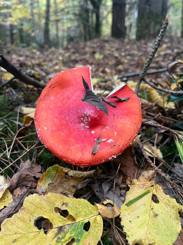 A toadstool in woodland