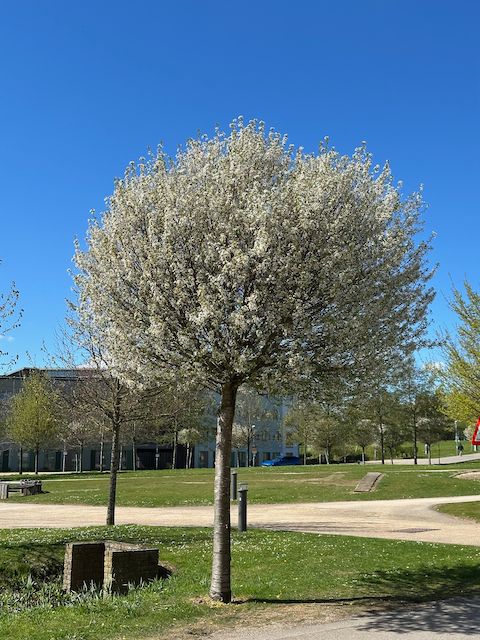 Single tree in blossom against the blue sky.