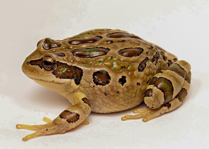 #81 Today species Gastrotheca dissimilis is currently not evaluated by IUCN. For more, check https://amphibiaweb.org/species/9375 Copyright:©2022 Luis A. García_Ayachi
