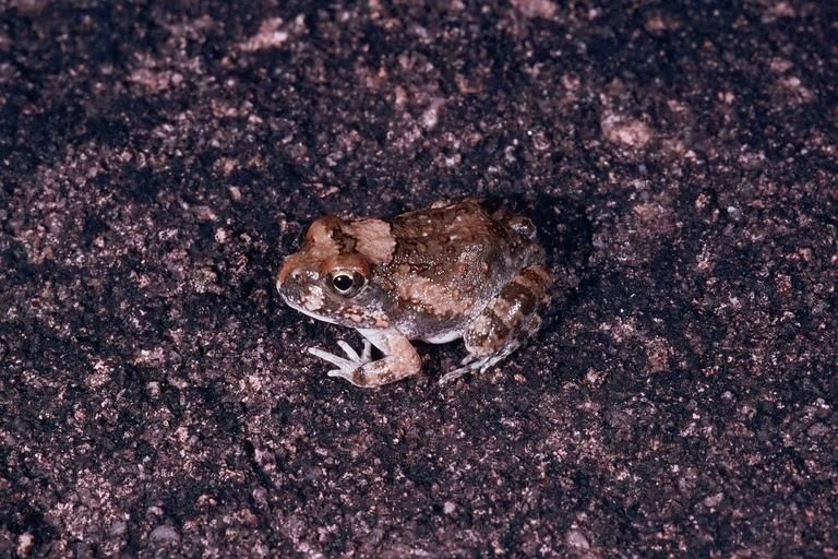 #89 Today species Tomopterna marmorata, commonly called Marbled sand frog, is considered Least Concern (LC) by IUCN. For more, check https://amphibiaweb.org/species/5204 Copyright:©2008 Vincenzo Mercurio
