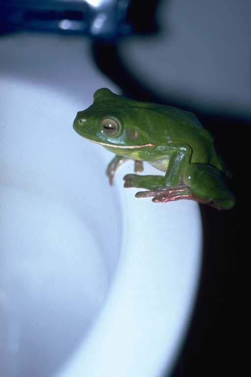 #71 Today species Litoria infrafrenata, commonly called White-lipped Tree Frog, is considered Least Concern (LC) by IUCN. For more, check https://amphibiaweb.org/species/1257 Copyright:©2002 Jean-Marc Hero
