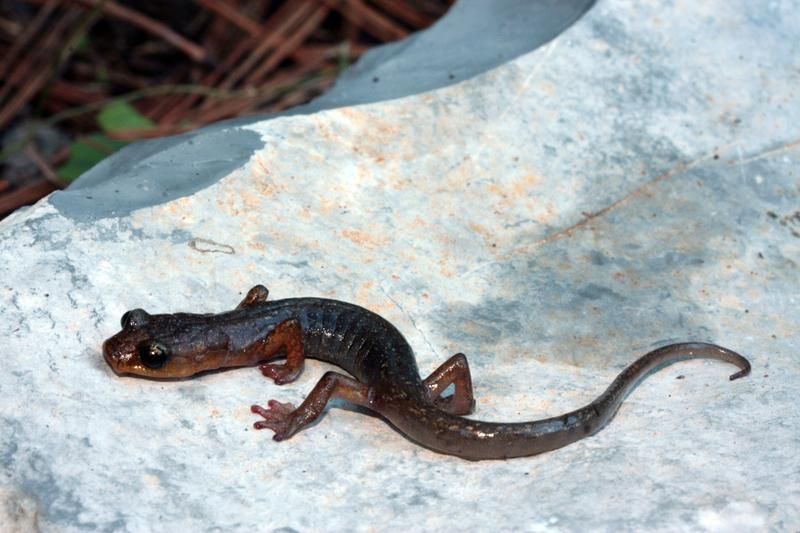 #87 Today species Chiropterotriton infernalis, commonly called Sistema Purificacion Salamander; Salamandra del Sist..., is considered Least Concern (LC) by IUCN. For more, check https://amphibiaweb.org/species/8400 Copyright:©2015 Sean Michael Rovito
