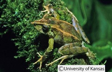 #66 Today species Pristimantis appendiculatus is considered Least Concern (LC) by IUCN. For more, check https://amphibiaweb.org/species/2779 Copyright:©2010 Division of Herpetology, University of Kansas
