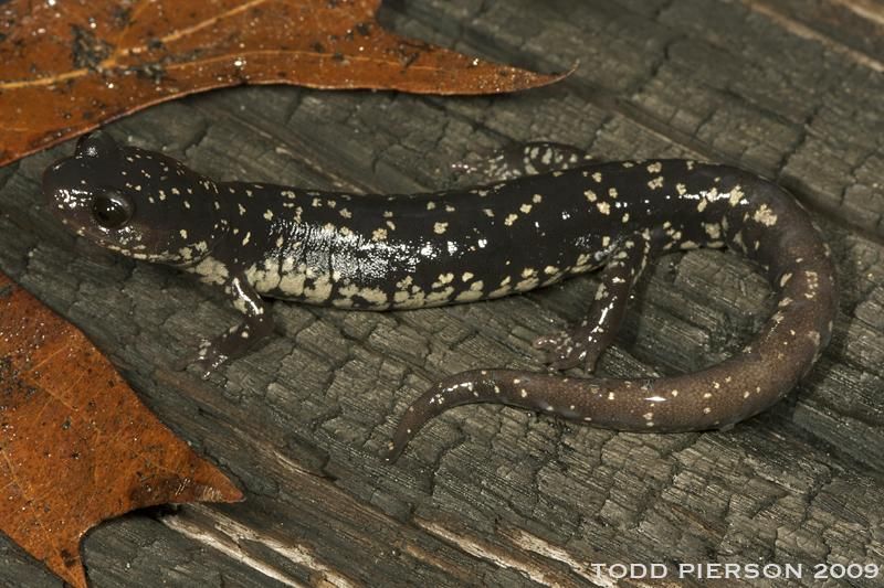 #113 Today species Plethodon ocmulgee, commonly called Ocmulgee Slimy Salamander, is currently not evaluated by IUCN. For more, check https://amphibiaweb.org/species/4145 Copyright:©2010 Todd Pierson
