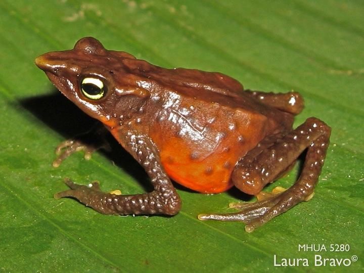 #117 Today species Atelopus nocturnus, commonly called Nocturnal Harlequin Toad, is considered Critically Endangered (CR) by IUCN. For more, check https://amphibiaweb.org/species/7725 Copyright:©2013 Mauricio Rivera Correa
