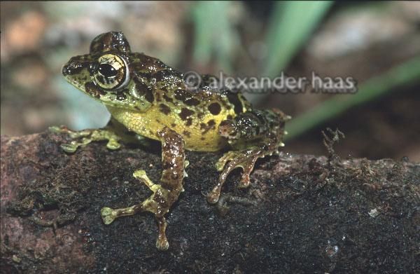 #101 Today species Philautus everetti, commonly called Everett's Tree Frog, is considered Endangered (EN) by IUCN. For more, check https://amphibiaweb.org/species/4508 Copyright:©2003 Alexander Haas
