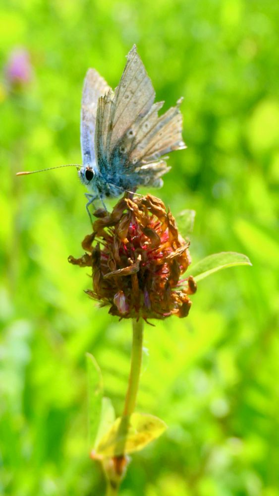 Een close-up foto van een kleine gehavende vlinder met kapotte vleugels (Icarus blauwtje) op een uitgebloeide rode klaverbloem. Erachter groen gras 