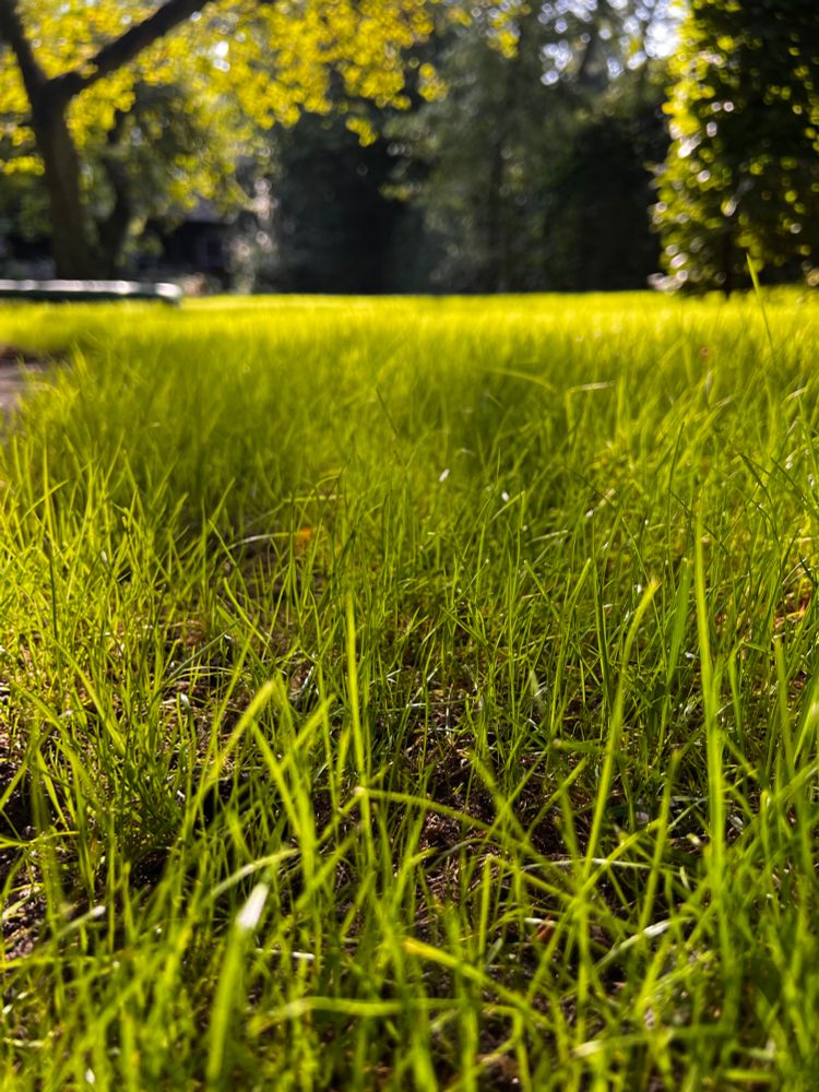 Close op van fris groen gazon met mooie hoge grassprieten 
