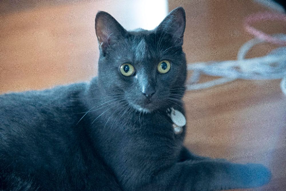 a close up photo of a grey cat's face and upper body. she is lying on a wooden floor, and her string toy is visible in the background. her eyes are green, and her expression is alert and maybe even a little bit worried about the camera, but her body is relaxed. she has a bell and tag hanging off her collar.