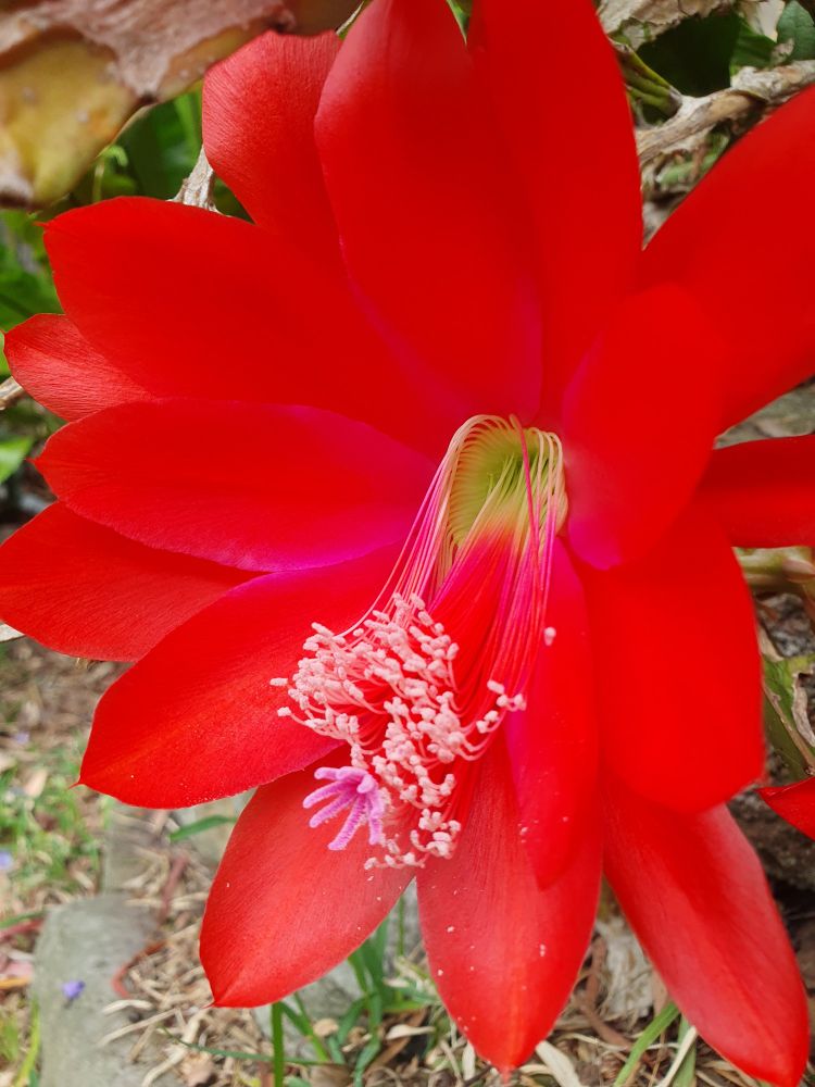 Close up single large red orchid cactus flower