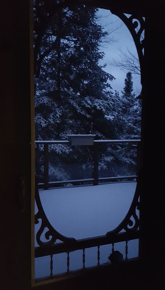 Looking through a screen door during morning blue hour, a snow covered deck and railing front snowy pine and cedar trees.