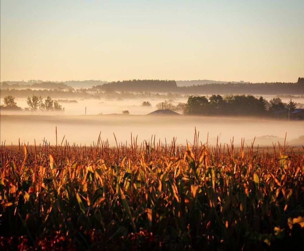 A landscape view across a valley that is filled with fog. Trees rise above the fog. Sun lit grasses are in the foreground.