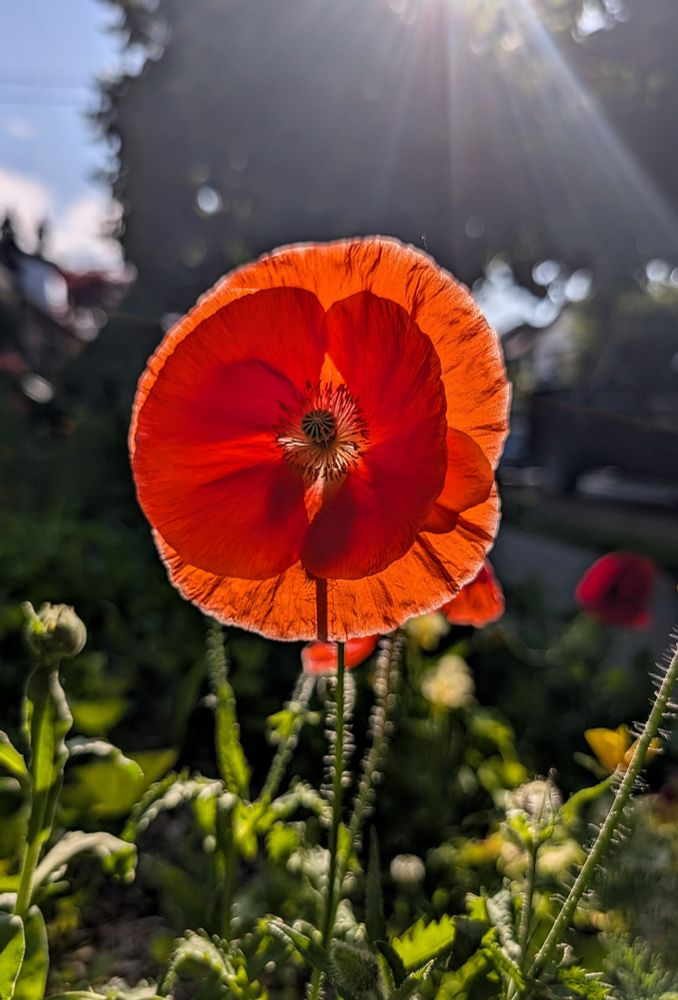 A backlit orange/red poppy glows as it is lit from the back by the late afternoon sun. Foliage from the plant and a few other poppies are seen below, out of focus greenery and trees are above the flower.