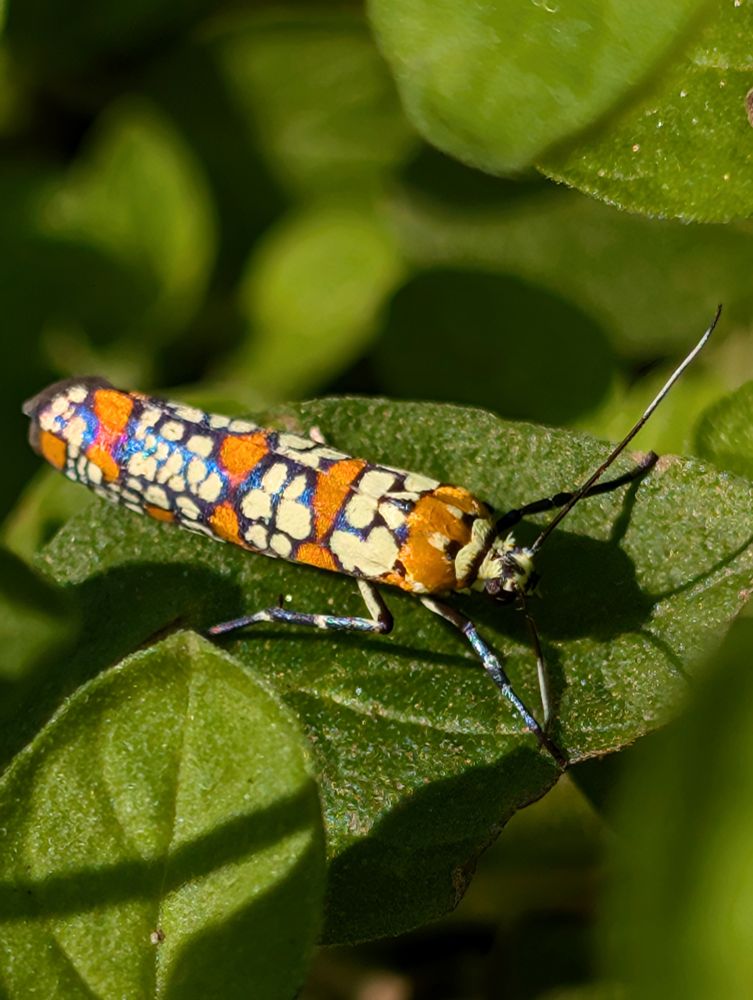 An orange and white spotted Ailanthus Webworm Moth on a green marjoram leaf.