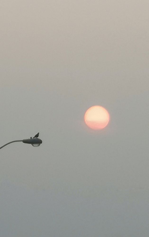 A pigeon on a street light and the morning sun.