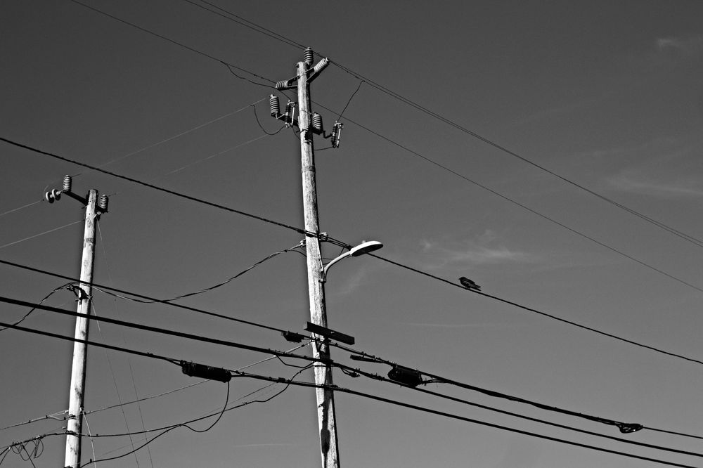 A black and white photo of a raven on power lines.