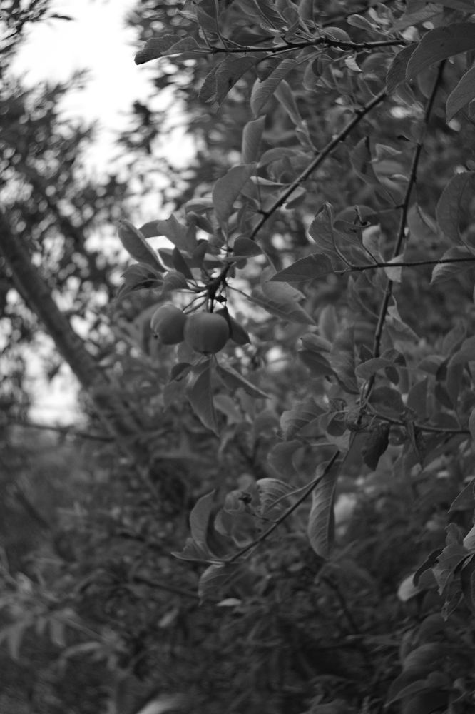 A black and white photo of some apples still on the branch.