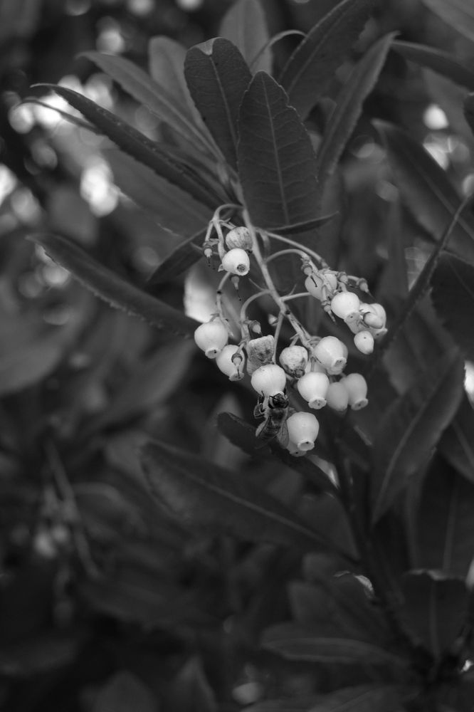 A black and white photo of a bee on some small hanging white flowers shaped something like bells or paper lanterns.