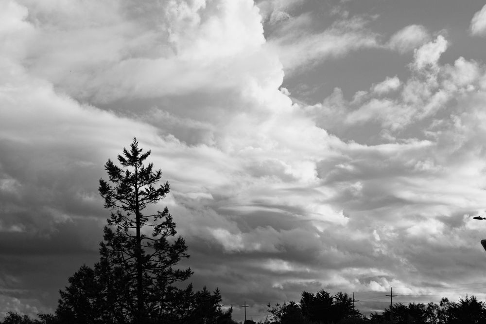 A black and white photo of clouds after a day of rain, with the top of a tree visible in the frame.