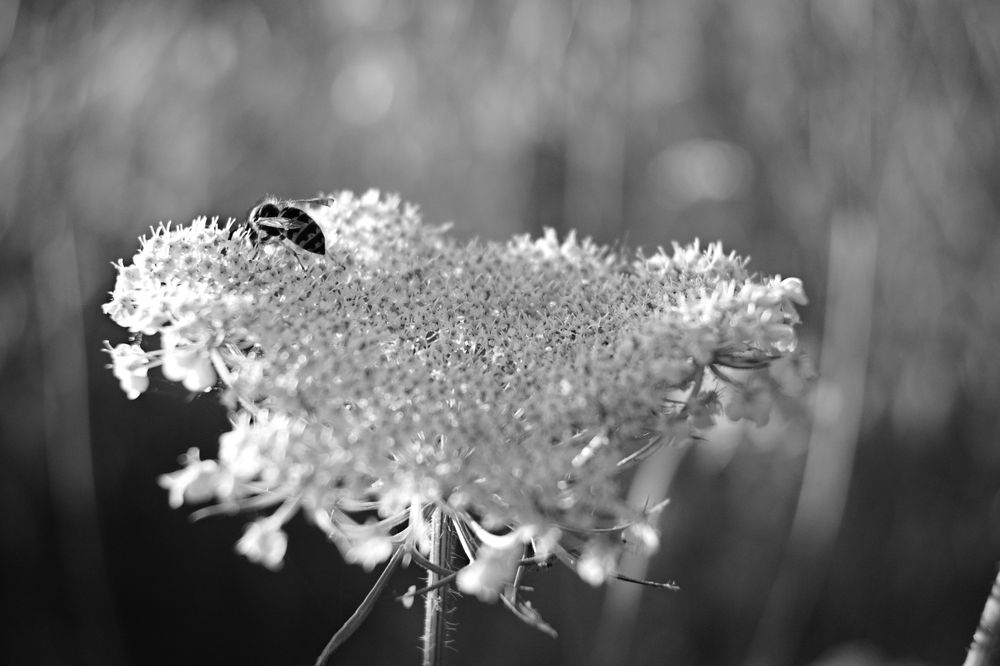 A black and white photo of a bee on a white flower.